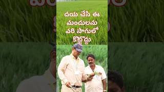 దయ చేసి ఈ మందులను వరి సాగులో కొట్టొద్దు || Dont Use this Chemicals in Paddy