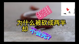 奇特新闻 9    蚯蚓为什么被砍成两半却不会死？