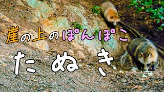 崖の上のぽんぽこタヌキ tanuki/Japanese raccoon dog