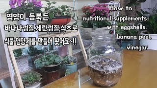 영양이 듬뿍든 바나나,계란껍질과 식초로 새로운 다육이 영양제 만들기HOW to nutritional supplements for succulents.