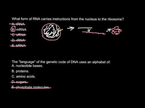 What are the instructions that come from the nucleus to the ribosomes?