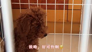 小碗儿的日常#记录猫咪日常 #悠闲的摆烂小猫