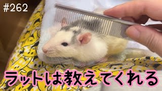 【fancyrat】Teaching Rats