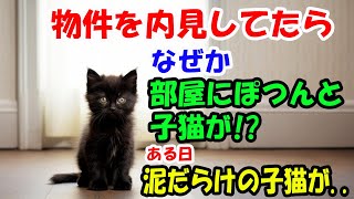 部屋探して物件を内見してたらなぜか部屋にぽつんと子猫が!?【猫の不思議な話】【朗読】