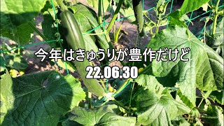 今年はきゅうりが豊作だけど　22 06 30