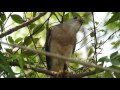 India Wildlife | Odisha - Black Shouldered Eagle