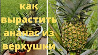 Как вырастить ананас из верхушки