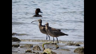 チュウシャクシギ（Whimbrel）