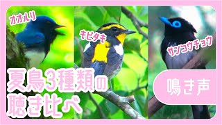 オオルリ•キビタキ•サンコウチョウのさえずり聴き比べ