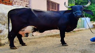 #short#cow video for children #cow video#funny cow# funny cow dance#cow song#funny animal video