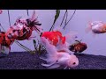 yeni show oranda japon balıkları aldım.kutu açılımı. aquarium fishtank fishvideo oranda