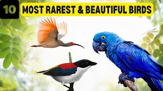 Discover the World's Rarest Birds on the Edge of Extinction!