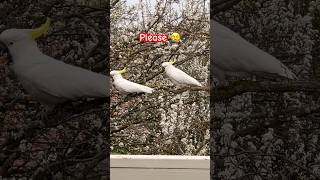 Cranky Cockatoo Couples: Will They Share or Spar? 🦜😠 #Cranky #Cocky