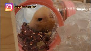 黃金鼠GaKu玉米田大豐收 Hamster GaKu and his corn field.