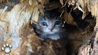 While Walking, a Woman Heard a Squeak Coming from An Old Dry Stump