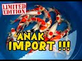 NEW ARRIVALS GRADE A ANAK IMPORT !!! Dua Putri Koi | 19-10-2024