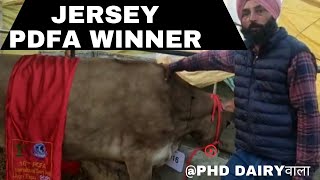 JERSEY BREED COW|| PDFA WINNERS|| PhD Dairyवाला