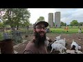 trapping beautiful pigeons and getting a new rooster for the farm