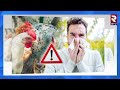 మరో ప్రాణాంతక వైరస్‌ what is bird flu high alert on h5n1 bird flu rtv