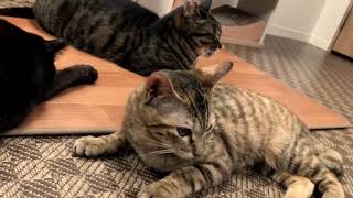 猫動画 新しい子猫かわいいです！保護猫カフェたまゆら