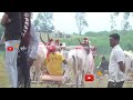 😍🚩👌 कुरली दुस्सा चौसा बैलगाडी शर्यत amazing bulcart race aappachivadi