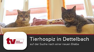 Tierhospiz in Dettelbach – auf der Suche nach einer neuen Bleibe