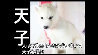 シベリアンハスキーの子犬がやってきた(siberian husky is cute movie )