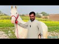 desi nukra horse for sale