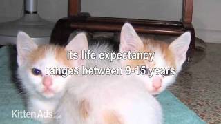 Kittenads breed guide to Japanese Bobtail Cat