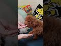 可愛的幼犬🐶泰迪學握手🤝 shorts