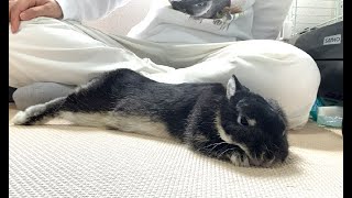 The rabbit that I couldn't get it to be bothered became a ridiculously spoiled [No.301]