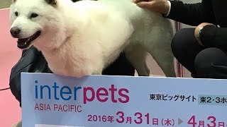 カイ君に学ぶ犬の写真の撮り方＠インターペット2016