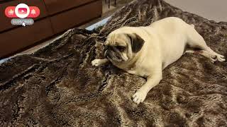 Pug sweet dream/Mopsas saldus sapnas/Мопс сладкий сон