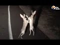 Rabbits Fight In The Cutest Way