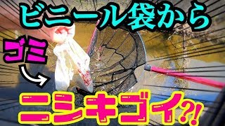 ゴミの中から錦鯉が出た？！【ガサガサ】