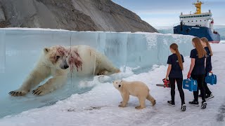 A volunteer accidentally saved a mother polar bear from danger.