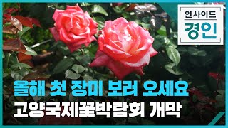 올해 첫 장미 보러 오세요 고양국제꽃박람회 개막 [인사이드 경인 꼭!보기] / KBS 2024.04.26.