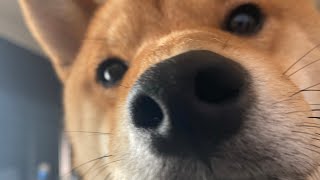 nothing but wholesome shibe for 20 seconds