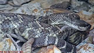 Baby reveal by new rattlesnake mother