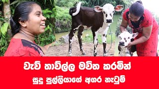 වැව් තාව්ල දෙවනත් කරන සුදු පුල්ලියා