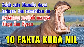 BENARKAH KUDA NIL TIDAK BISA BERENANG ?? || CEK FAKTANYA !!