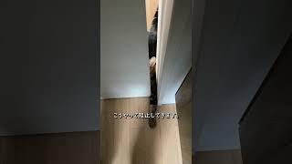 お出かけ阻止の圧力が凄い…【アメショのほっけ】 #猫