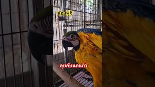 นกแก้ว #เปิดการมองเห็น #birds #สัตว์โลกน่ารัก #น่ารัก #bird #macaw #สัตว์เลี้ยง #ความสุข #ความรัก