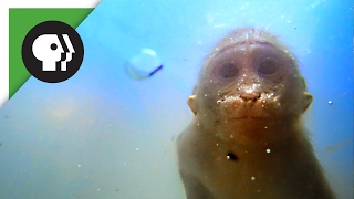 Watch Macaques Make Their Own Diving Board!