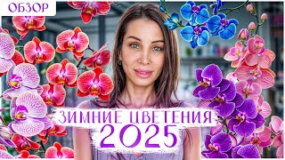 Орходрузья! Я снова с Вами! Мое зимнее цветение 2025! Фаленопсис Safe haven, Queen kiss, Darvin,Ebro