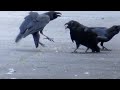 カラスの喧嘩 quarrel of crow