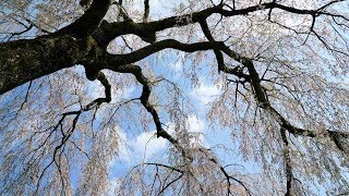 下呂の桜４Ｋ