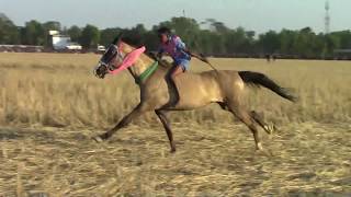 Horse Racing Competition | অসাধারন না দেখলে মিস করবেন, ঘোড়ার দৌড় প্রতিযোগিতা, কমলগঞ্জ মৌলভীবাযার ।