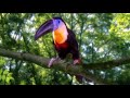 toucan tune