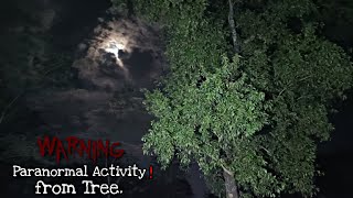 paranormal activity from tree (USA) #horror #ghost #usa #scary #demonic #america #creepy